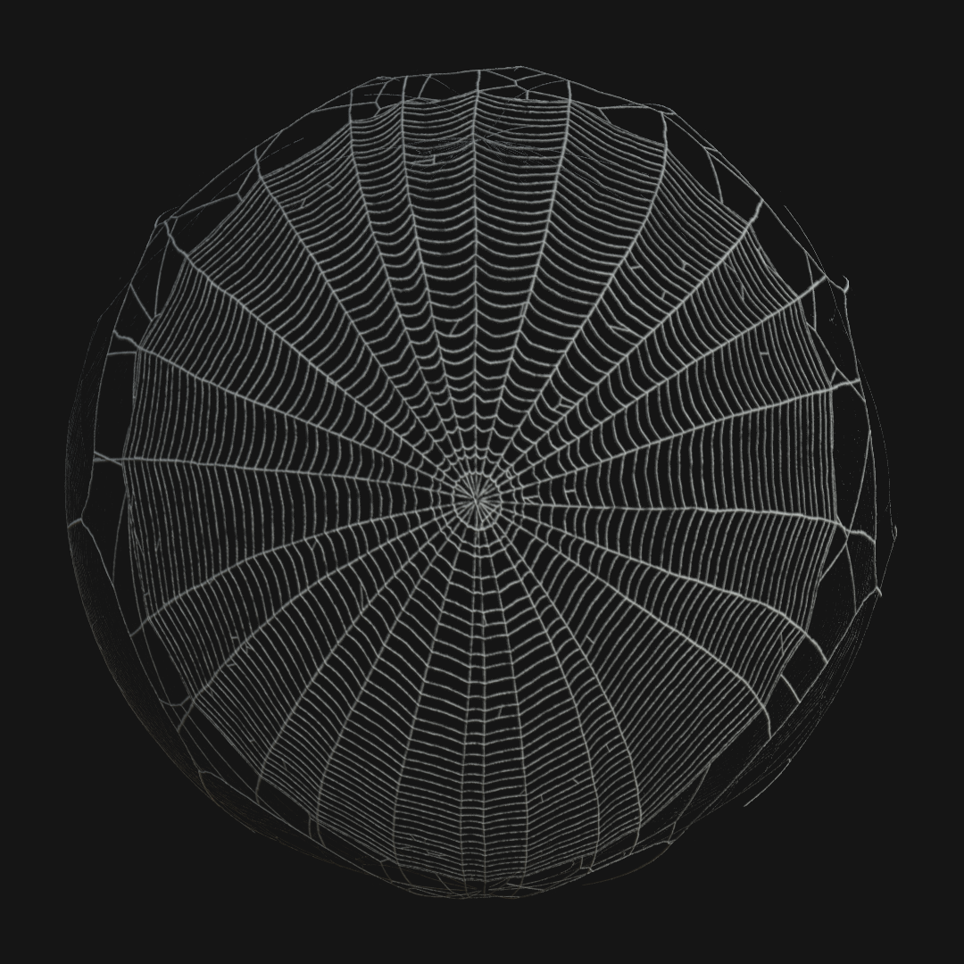 spider_web_01 (orb web, cobweb)